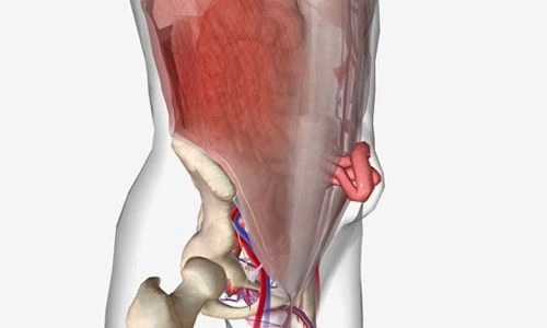 Bağırsak Gangreni Nedir? Belirtileri, Tedavisi ve Ameliyatı