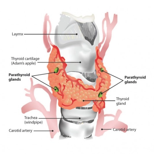 Paratiorid Bezleri Paratiorid Bezleri
