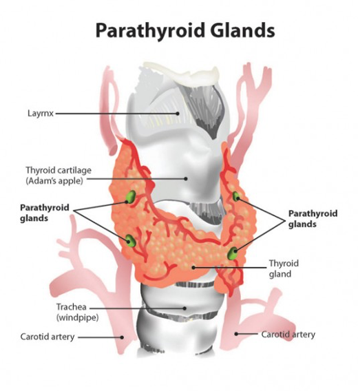 Paratiroid Adenomu Tedavisi